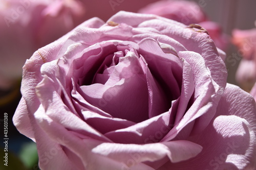 Close-up of a purple rose.