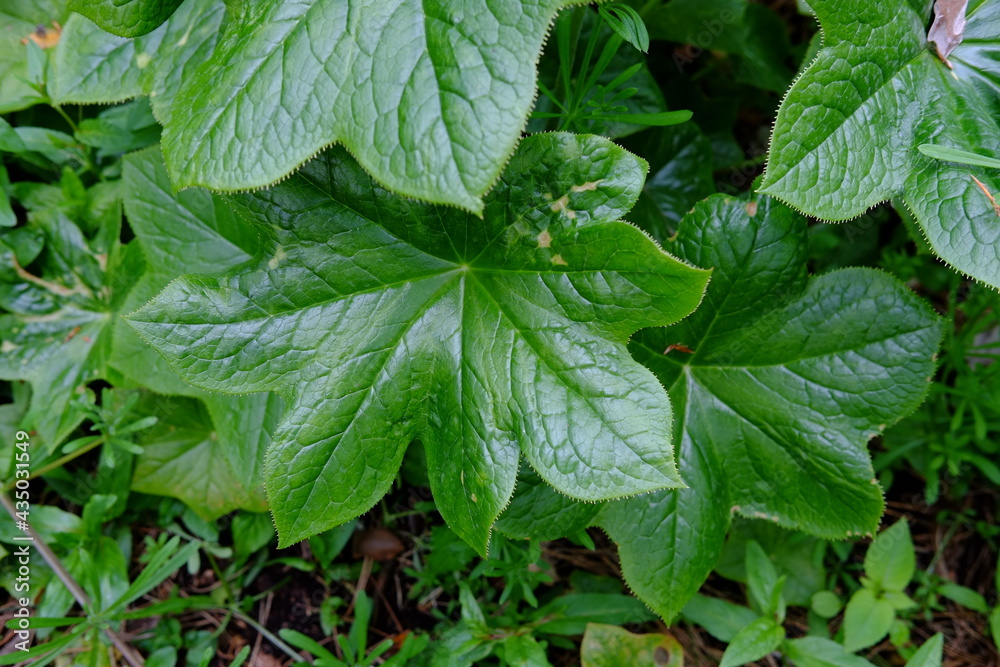 A close-up on some green leaves. Paris, France the 29th April 2021.