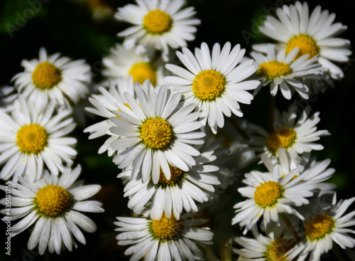 Ox-eye daisy flower. other name oxeye daisy  or dog daisy. soft green grass and foliage. spring nature scene. small white petals with yellow sponge like center. freshness and purity. full frame setup