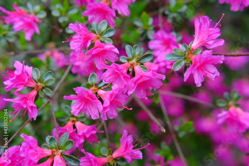 A close-up on some rhododendron flowers in a park on the east of Paris. Spring 2021  the 29th April 2021.