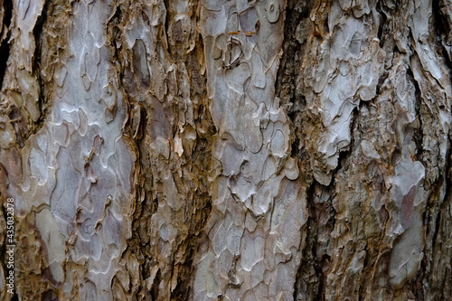 A close-up on a wooden structure. photo