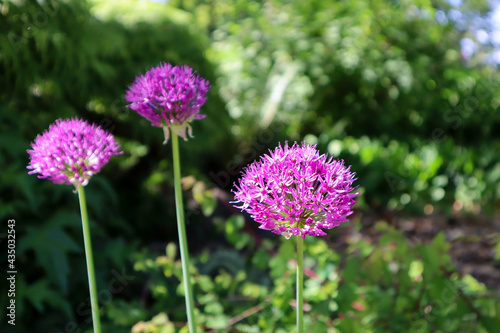 Allium flowers