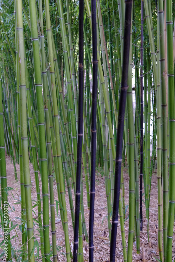 A close-up on some bamboo stalks in a park of the east of Paris (Parc Floral). The 29th April 2021. A close-up on some bamboo stalks in a park of the east of Paris (Parc Floral). The 29th April 2021.