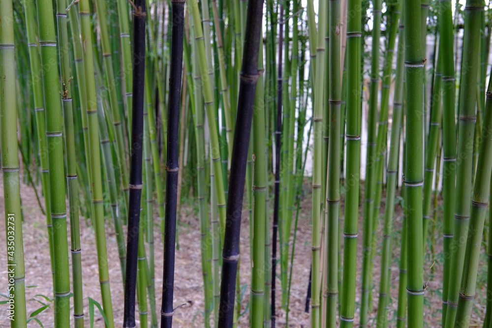 A close-up on some bamboo stalks in a park of the east of Paris (Parc Floral). The 29th April 2021. A close-up on some bamboo stalks in a park of the east of Paris (Parc Floral). The 29th April 2021.