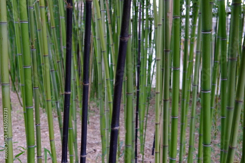 Fototapeta Naklejka Na Ścianę i Meble -  A close-up on some bamboo stalks in a park of the east of Paris (Parc Floral). The 29th April 2021.