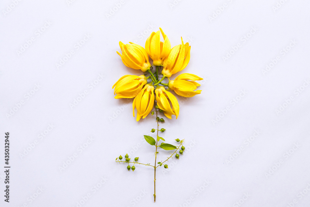 Obraz premium yellow flowers ylang ylang local flora of asia arrangement flat lay postcard style on background white 