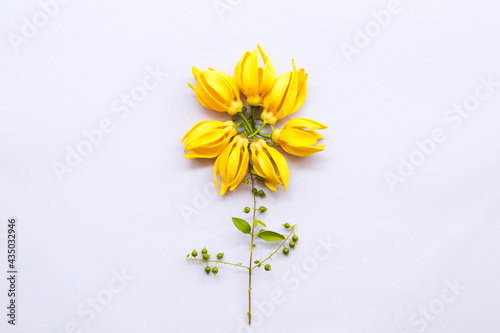 yellow flowers ylang ylang local flora of asia arrangement flat lay postcard style on background white 