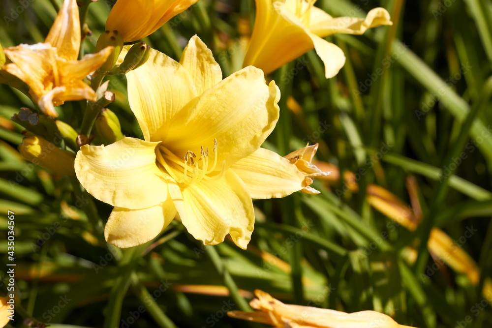 Obraz premium Beautiful flowers in the Altai territory in summer
