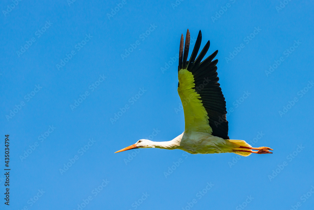 Obraz premium Störche - Der Storch
