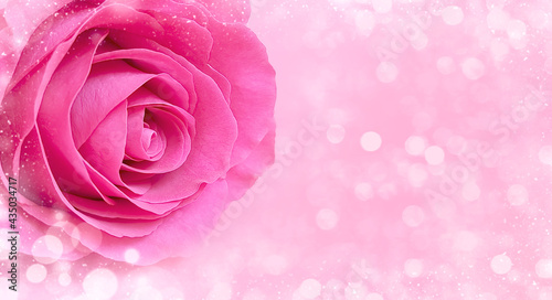 Pink rose flower  bokeh background. Copy space