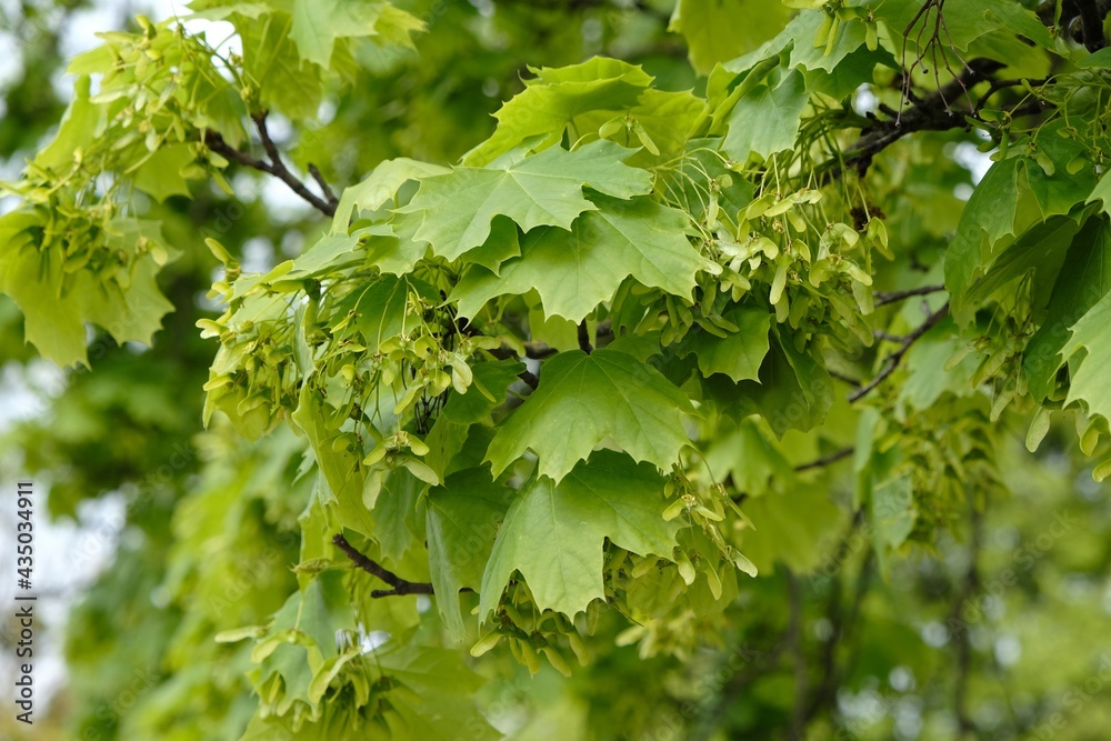 Acer tree in spring. Bunches of fruits of Acer platanoides, also known as Norway maple. The fruit is a double samara with two winged seeds. Acer tree in spring. Bunches of fruits of Acer platanoides, also known as Norway maple. The fruit is a double samara with two winged seeds.