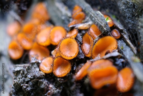 Amazing forest little mushrooms - Scutellinia scutellata photo