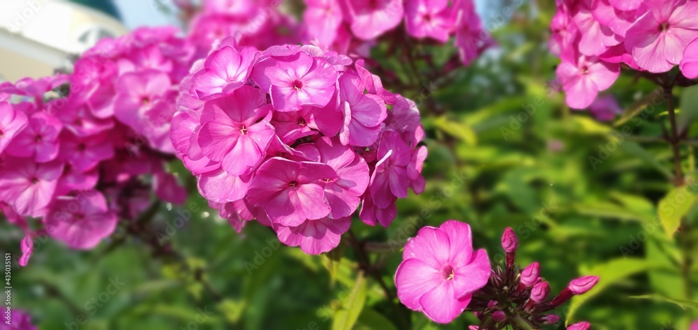 flowers in the garden