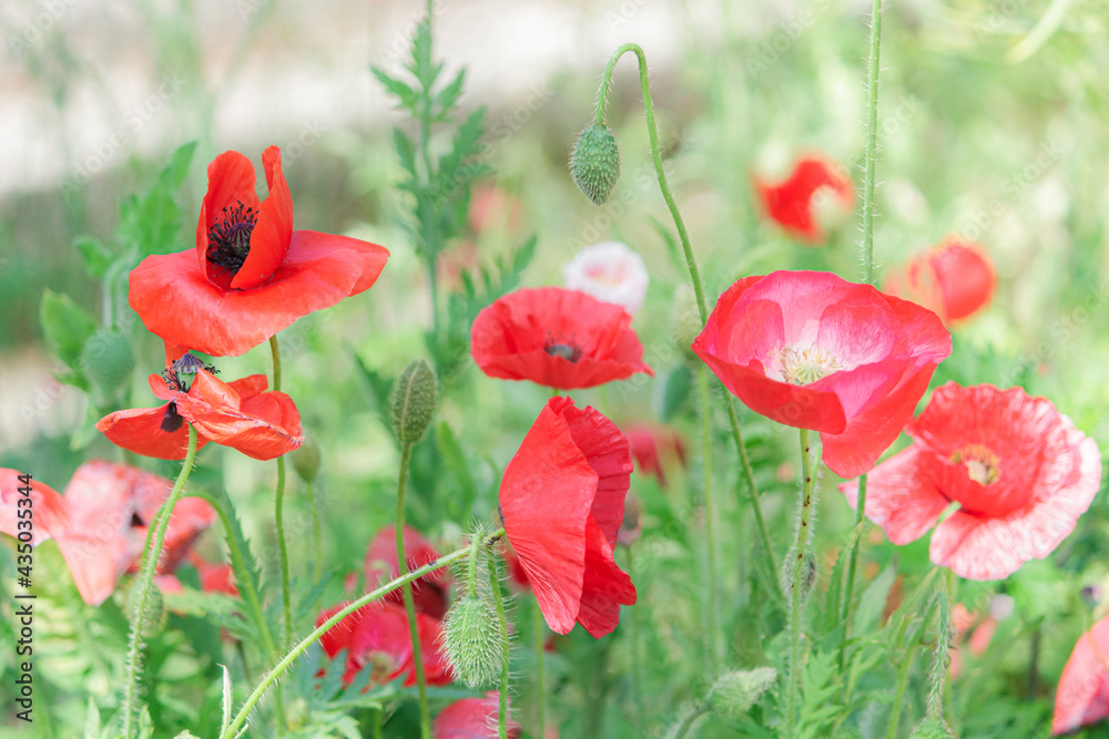 Obraz premium 真っ赤なポピーたち