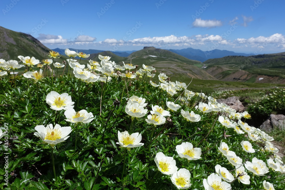 【北海道】大雪山の高山植物チングルマ