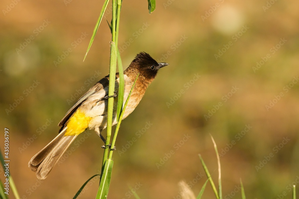 Fototapeta premium The dark-capped bulbul (Pycnonotus tricolor) sitting on the green grass.