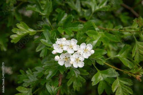 Flowering hawthorn spring  photo