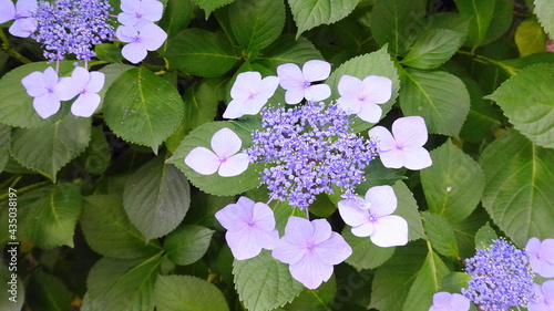 紫の紫陽花(ガクアジサイ)の花　1650
