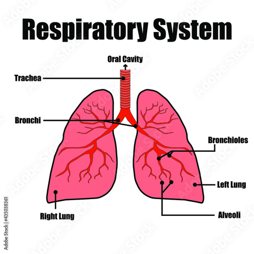 Respiratory System 3D in animated color with labels for education