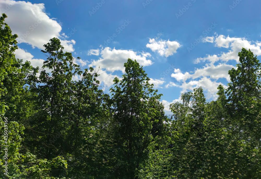 Trees against the sky with clouds, daytime landscape