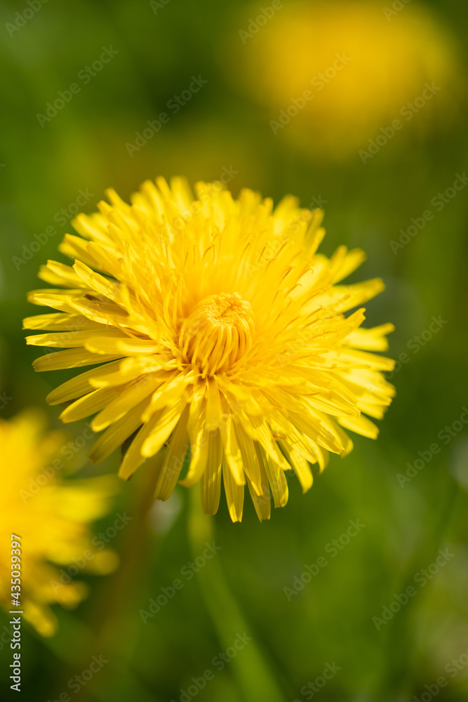 Dandelion Head On Background Of Meadow In Summer Close Up. Dandelion Head On Background Of Meadow In Summer Close Up.