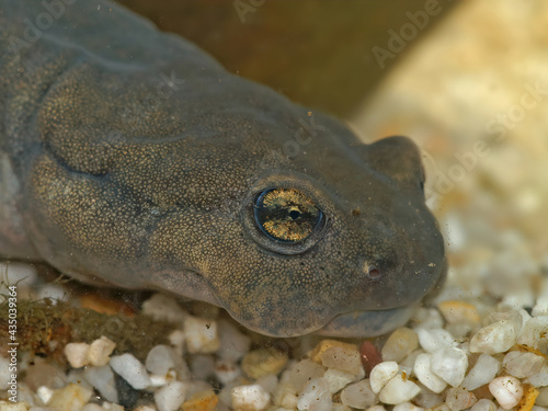 Closeup on the eye of a critical endangered , Russian Semirechensk salamander, Ranodon sibiricus photo