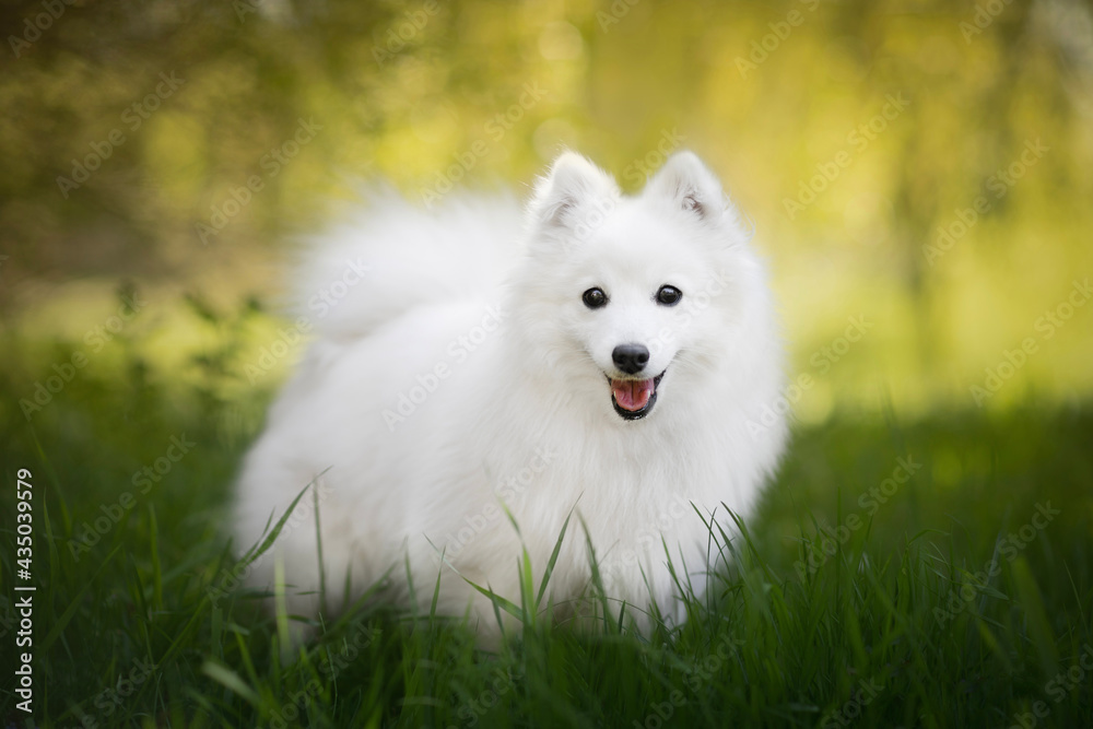 Amazing and young Japanese Spitz, portrait of dog Amazing and young Japanese Spitz, portrait of dog