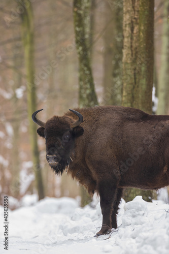 European Bison(Bison bonasus) female