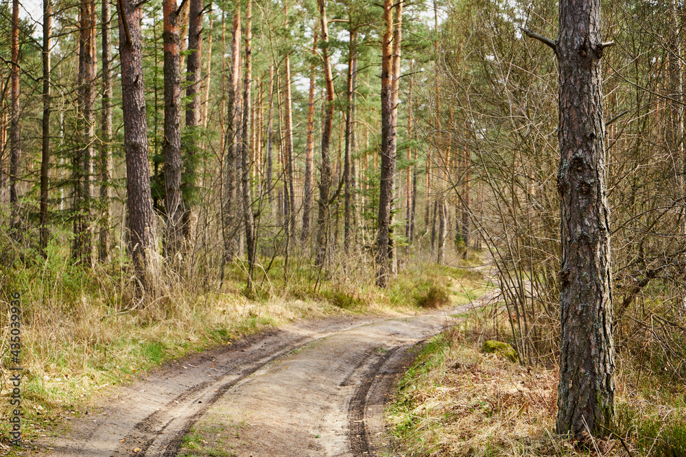 spring sunny forest road, forest, forest road, trees, spring, sunny day, pine trees,path, forest path - obrazy, fototapety, plakaty 