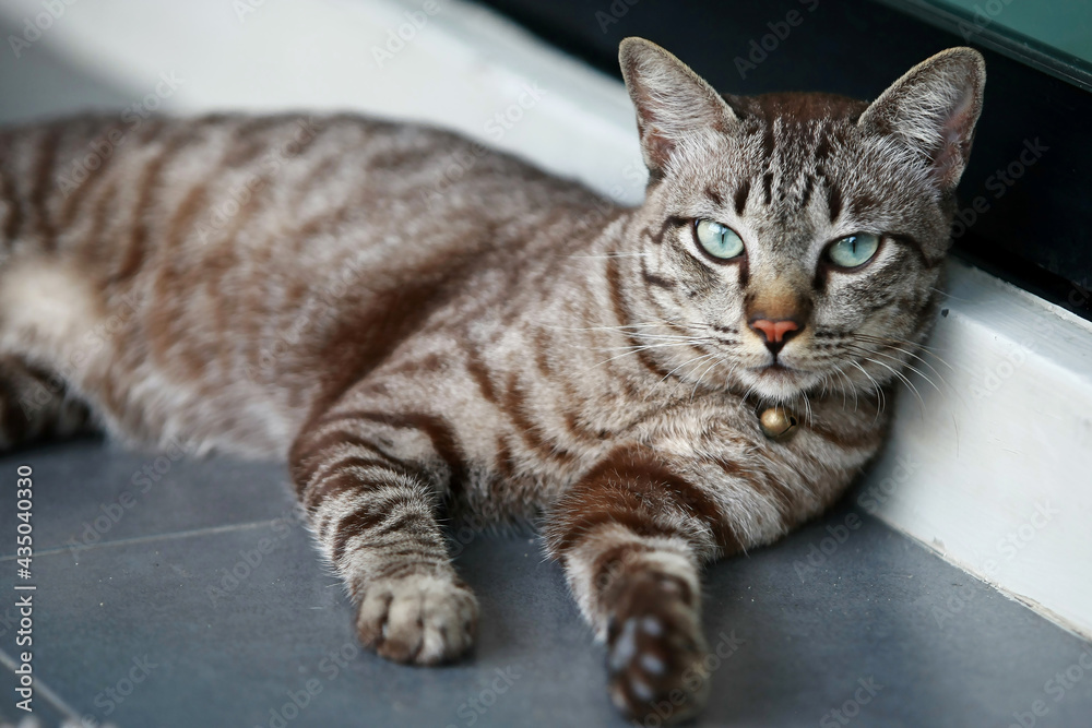 Lovely gray cat sitting at outdoor