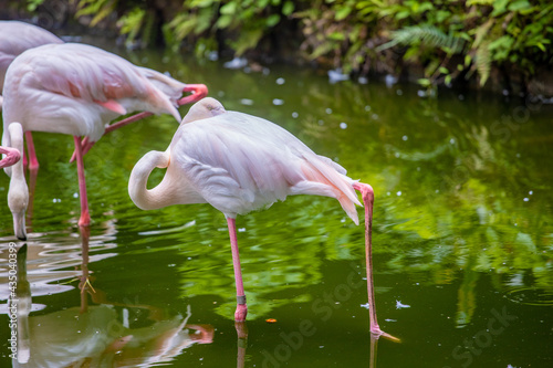 A group of pink flamingos foraging in the pool