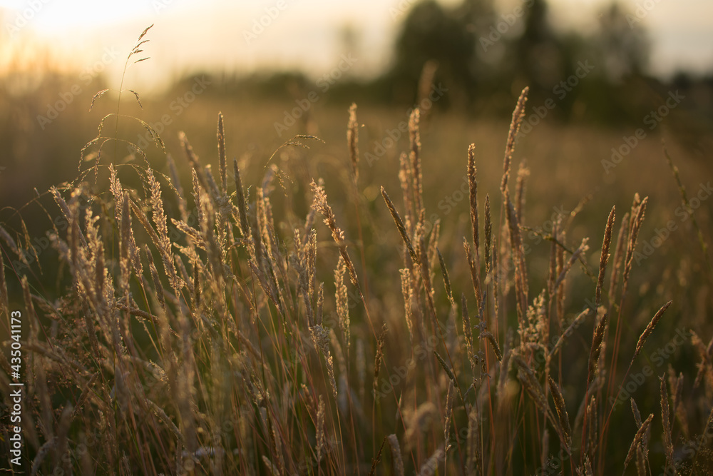 Beautiful sunset sunlight through grass meadow Beautiful sunset sunlight through grass meadow