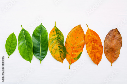 Vászonkép Leaves of different age of jack fruit tree on white wooden background