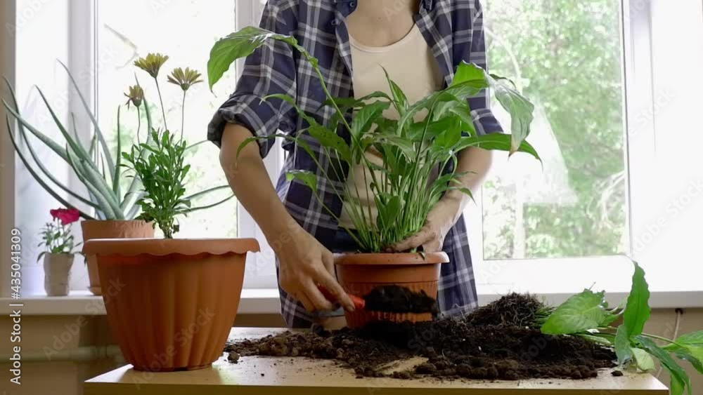 Man gardener transplanting houseplant Spathiphyllum. Home gardening concept.