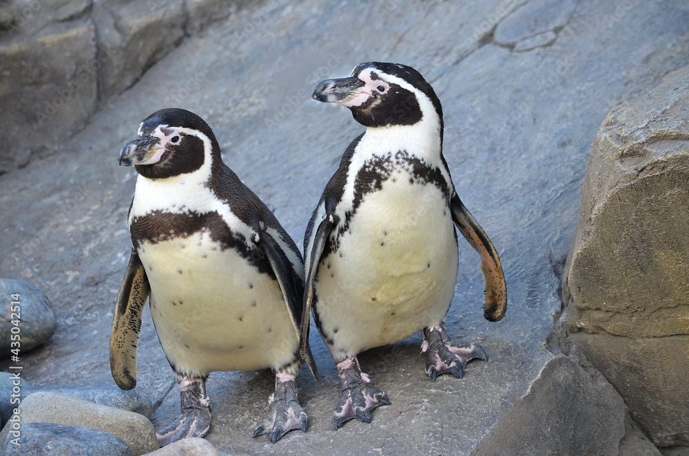 Obraz premium penguin on the rocks