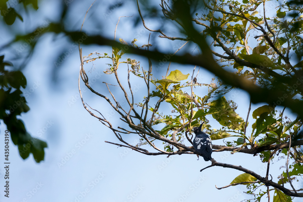 Black baza (Aviceda leuphotes) perched on a branch on nature - obrazy, fototapety, plakaty 