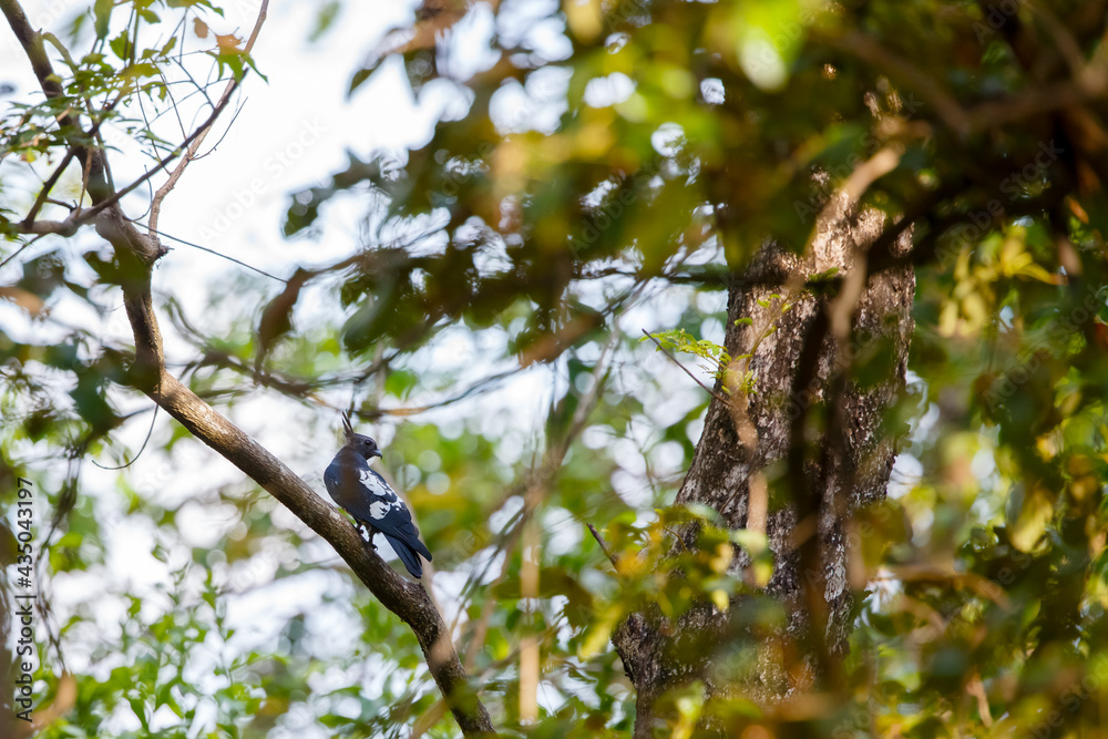Black baza (Aviceda leuphotes) perched on a branch on nature Black baza (Aviceda leuphotes) perched on a branch on nature