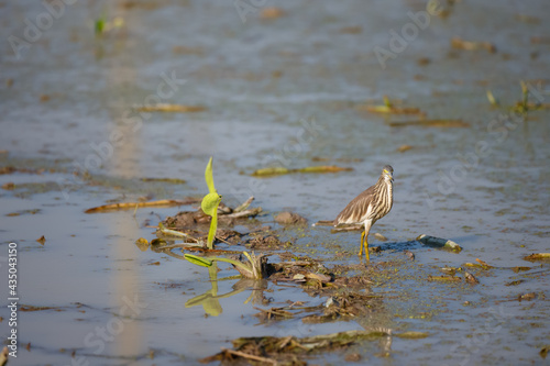 Chinese Pond Heron  Ardeola bacchus  in nature