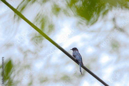 Square-tailed Drongo-Cuckoo (Surniculus lugubris) photo