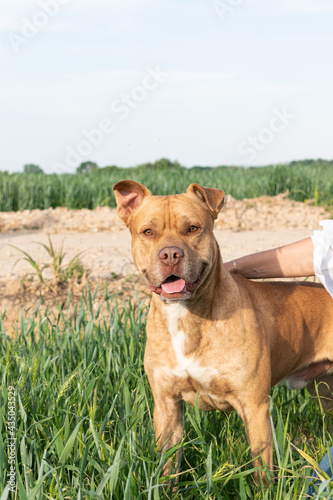 brown pit bull in the park at sunset
