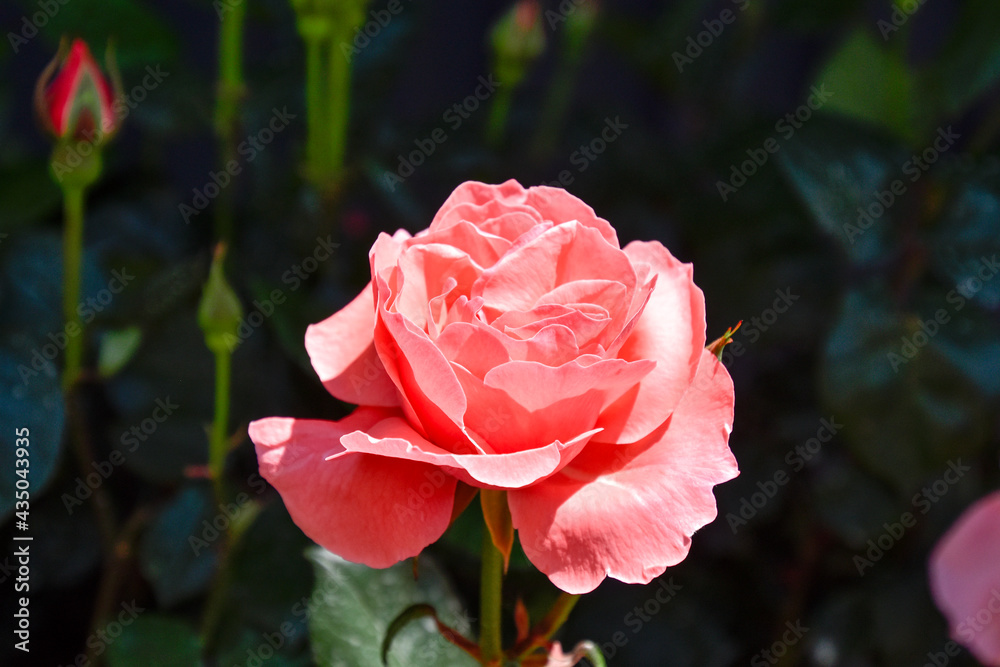 pink rose in garden pink rose in garden
