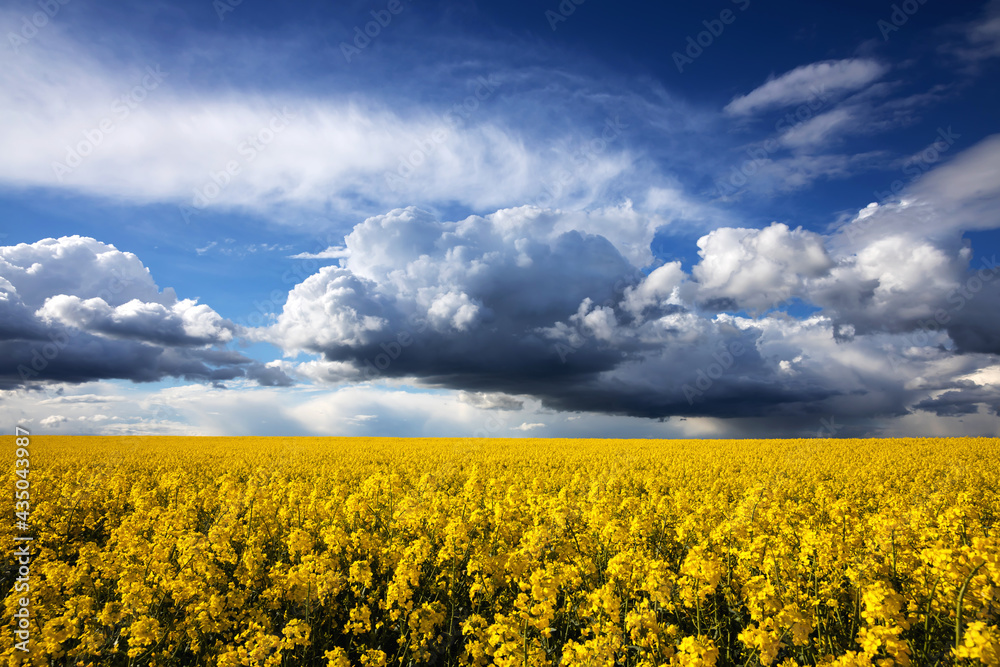 Canola Field & Thunder Storm Canola Field & Thunder Storm