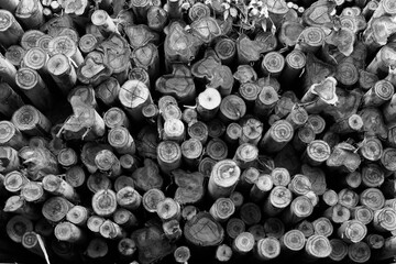 Fototapete Brennholz Textur Textur einer Stirnfläche aus Holz. Viele Brennholz im Stapel für Hintergrund oder Tapete Schwarz-Weiß-Ton  © tassita