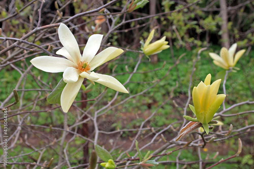 Obraz premium Yellow magnolia