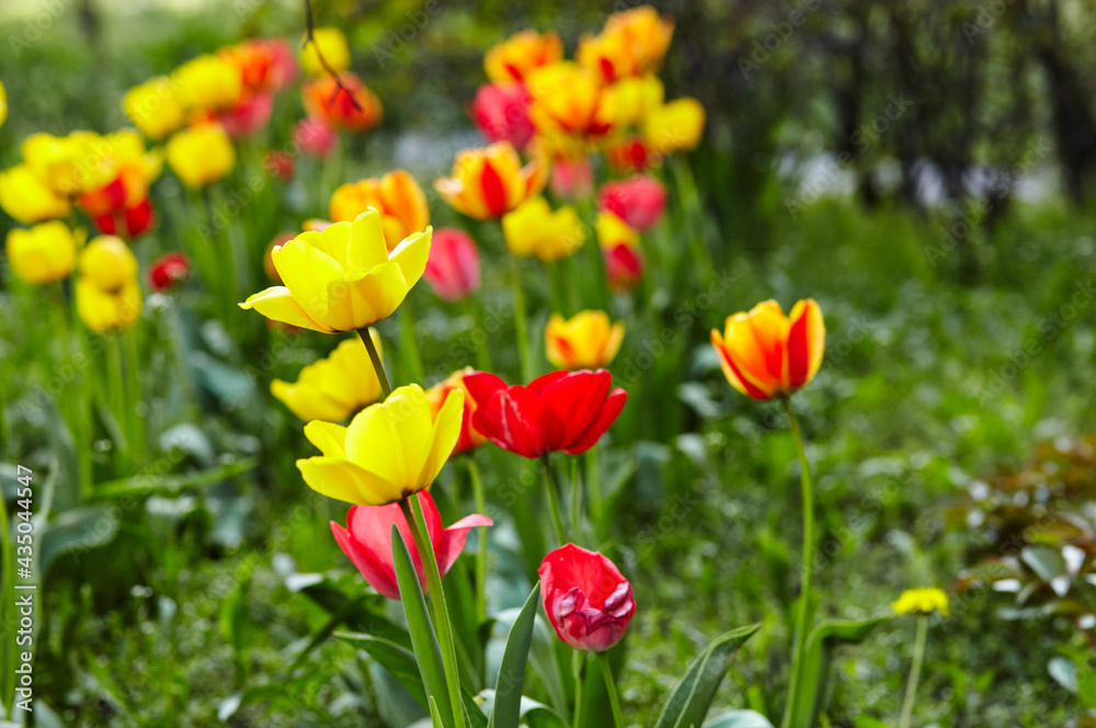 Beautiful tulip flowers blooming in a garden. Beauty tulip plant in the spring garden in rays of sunlight in nature. Blur background with bokeh image, selective focus