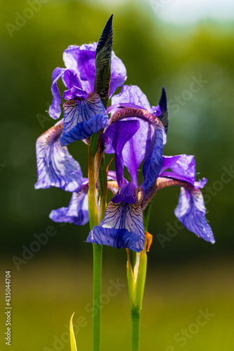 Fiore Iris sibirica iridaceae giaggiolo natura flora risorgive photo