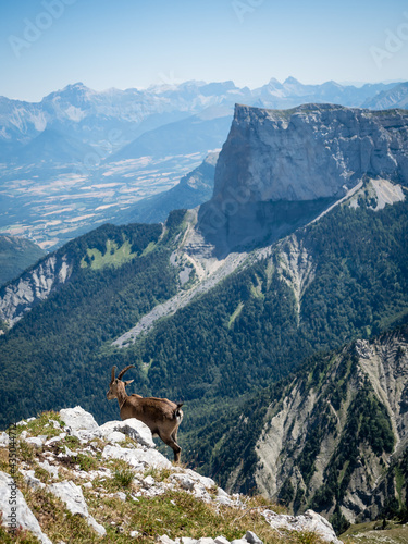 Ibex on the Grand Veymont in Vercors french National Park