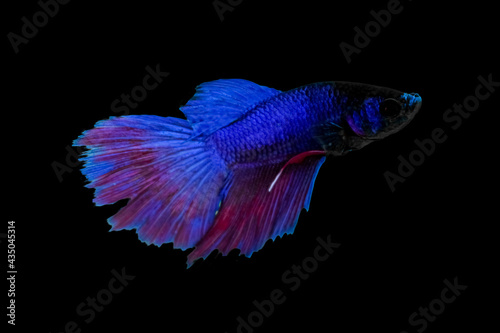 Water Animal Concept: Betta Fish, Blue Red Purple Fish, Isolated Over Black Color Background. Suitable For Design Stock Object, Siamese Fighting Fish, Splendens, Betta Mandor, Giant Betta, Cut Out