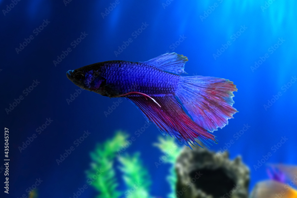 Fototapeta premium Water Animal Concept: Betta fish underwater in aquarium against a backdrop of green algae. Betta Splendens. Multi-Color Fancy Siamese Fighting Fish. Blue Red Purple Betta. Suitable For Background.