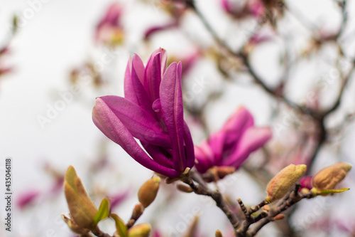magnolia in fiore flowering magnolia